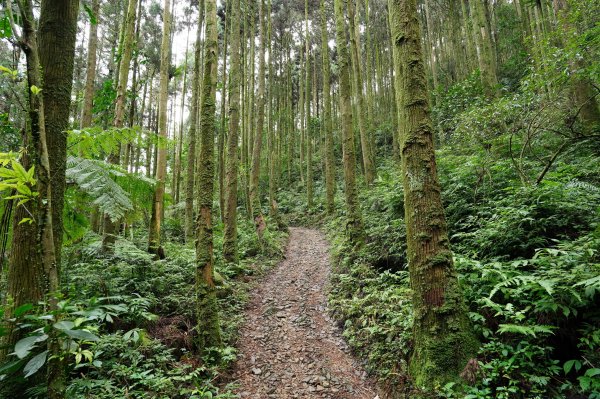 新北 烏來 大桶山、火燒樟山2728771