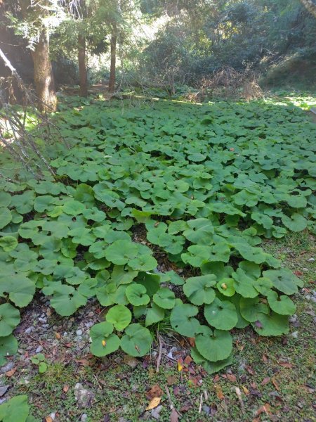大雪山森林遊樂區 遊客中心 小神木 北三錐山 平石山西北峰2952866