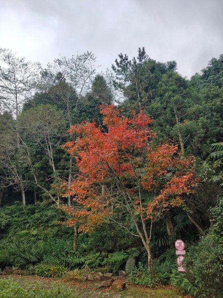 東眼山自導式步道1553168