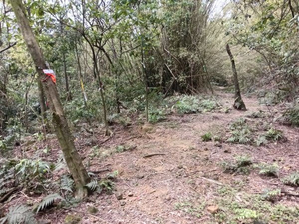 蛇子形古道+柴寮古道2754239