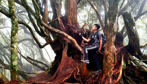 【中級山縱走】魔幻森林之旅，高島縱走（高台山，小島田山，中島田山，大島田山）