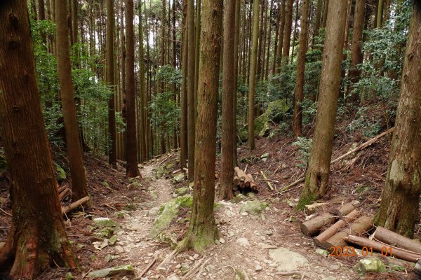 苗栗 南庄 加里山1979956