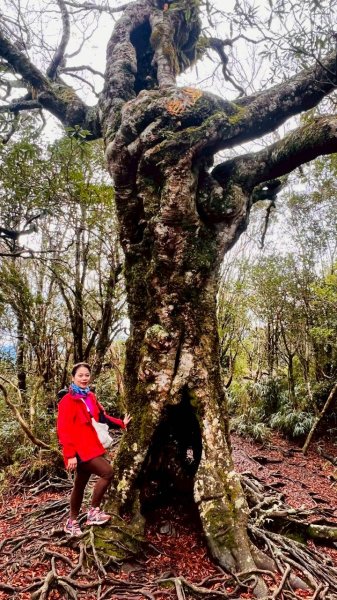 🌈12/28（日）北得拉曼神木+內鳥嘴山✨FB：熊熊趴爬走🌈2971284