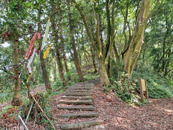 【苗栗大湖】步道多行走在舒適的綠蔭中。 No36小百岳~關刀山步道(出關古道關聖段)2528134