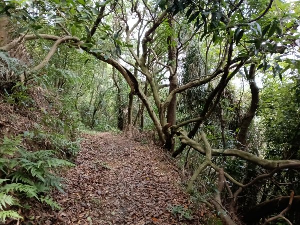 瑞芳區過港山+四腳亭砲台+深奧砲台山P字走2803749