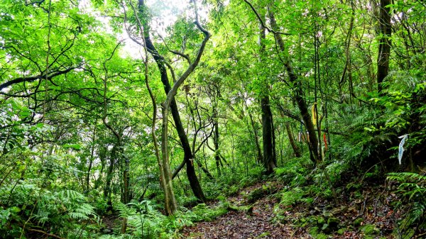 石笋古道,焿子寮古道,松子嶺古道2798360