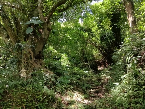 坪林區大舌湖漁光國小通學古道(保甲路古道)去回+大舌湖2844947