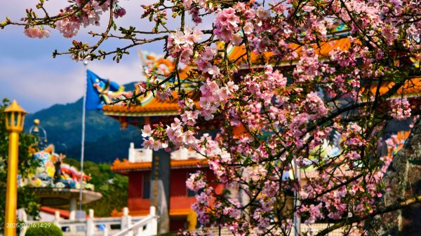 #綠繡眼 訪花 #吉野櫻 #天元宮 #楓樹湖 03162736716