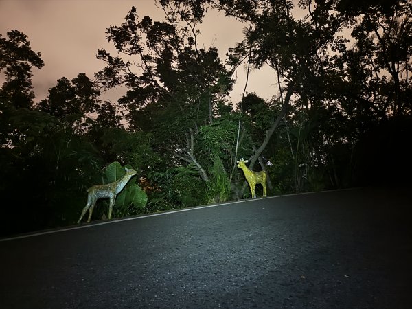 [漫遊縱谷 愛在花東-10/10] 2025_1012 美崙山步道2913581