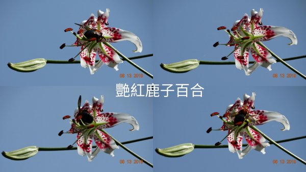 台灣原生種  - 艷紅鹿子百合