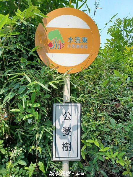 【台中外埔】高鐵觀景台、綠樹成蔭下賞桐花。 外埔水流東桐花步道2136917