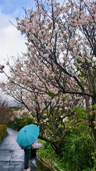 #十八份拐圳步道 #墨染櫻 2/212717229