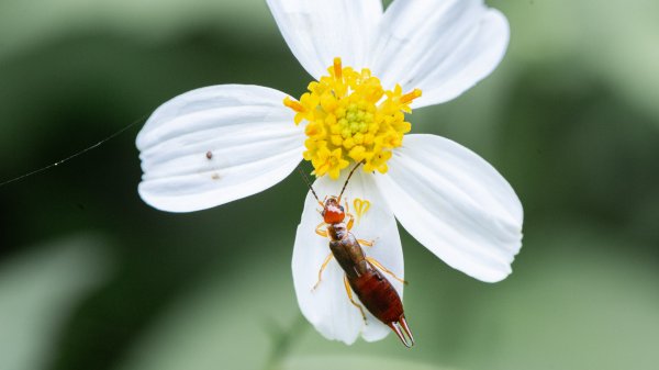 台北大縱走第七段 指南宮千階步道-樟山寺1742837