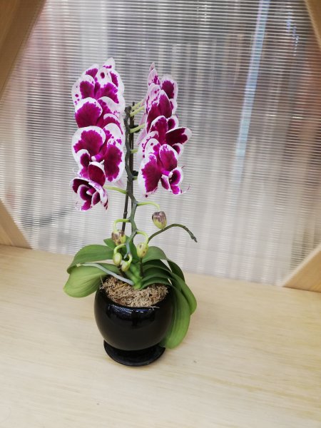 台中花博~后里馬場、花舞館550942