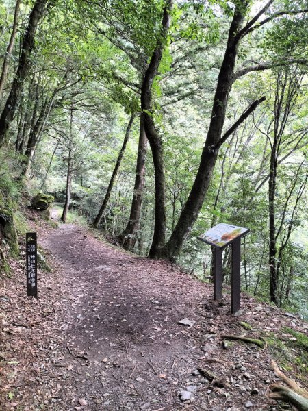 檜山巨木群步道2250329