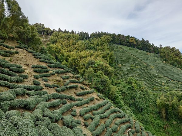 金柑樹山+忘憂森林2528251