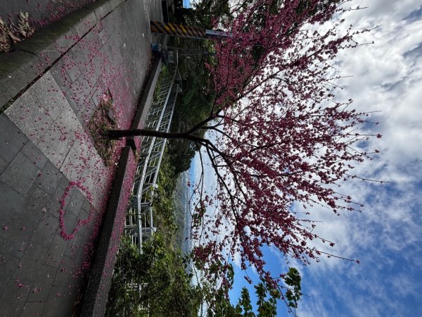 觀音山小木馬探路2703448