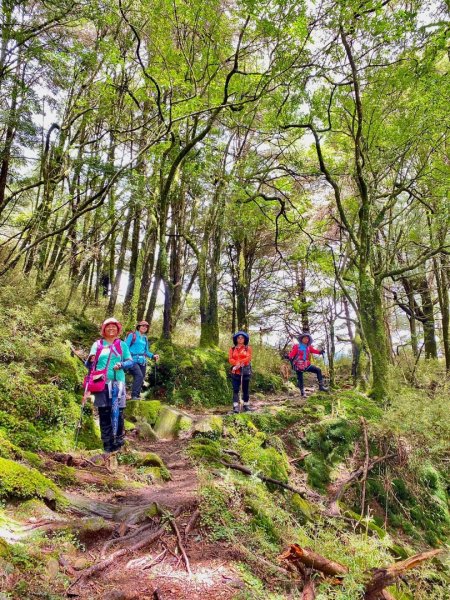 塔塔加黑森林2668040