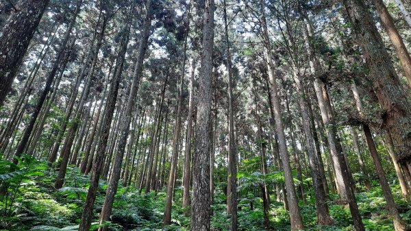 《苗栗》山中水晶蘭｜南庄向天湖山三連峰O型202203131639729