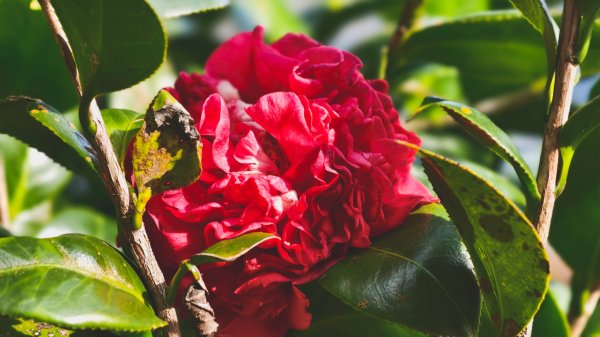 【蛇年走春】高雄桃源 • 世外桃源2700215