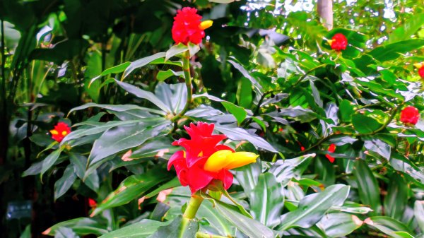 台北植物園3051133