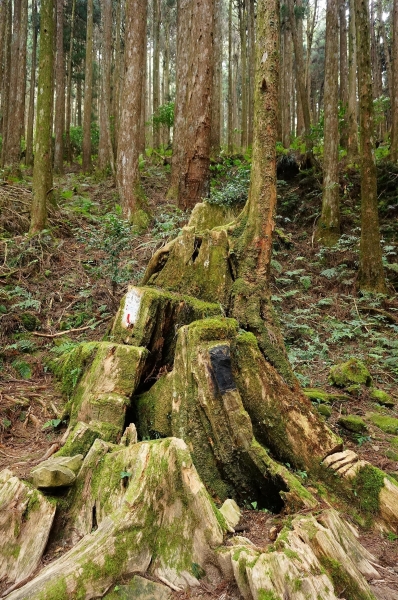 特富野古道91010