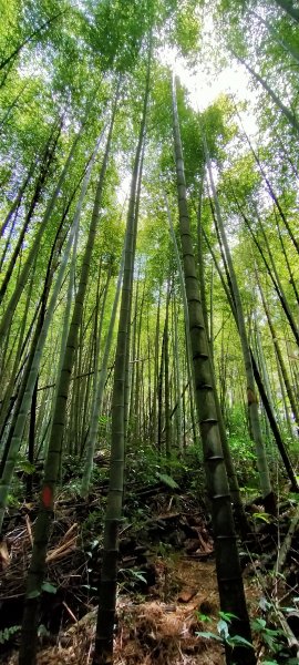 芙蓉山~大凍山~霹靂山~樂野山  四連峰1009681