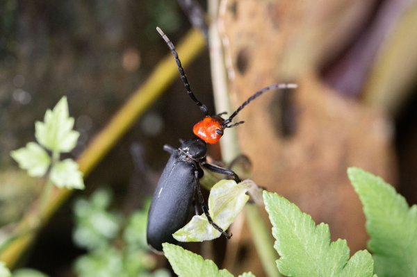 台北大縱走第七段 指南宮千階步道-樟山寺1742841