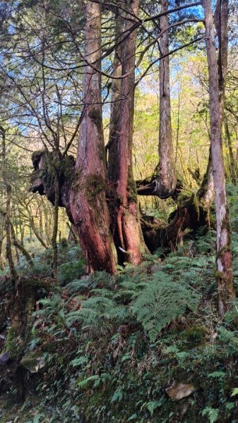 見晴懷古步道2940582