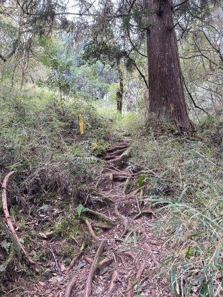 兒玉山連走東水山O型輕鬆走2456906