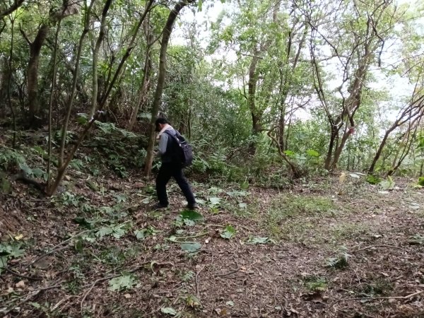基隆市三層山+湳子大崙+淡基橫斷古道+面桶寮土地公2982249