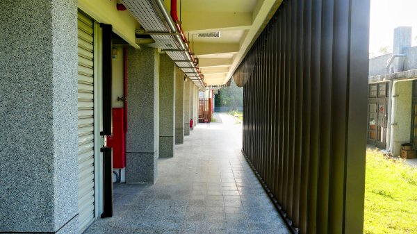 《蝶戀花。錫葉藤盛放》2735258