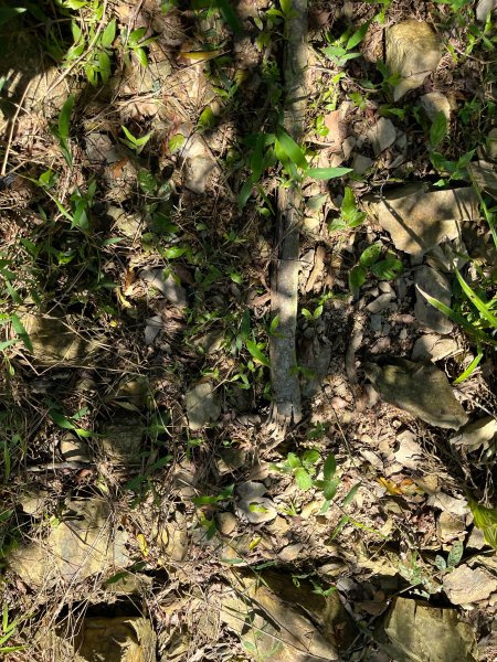 戶亞宇山基點峰-戶亞宇山主峰 2025.6.152815050