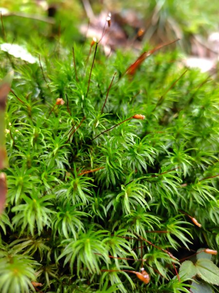 稍來小雪山國家步道、船型山、鞍馬山、鞍馬山東北峰、天池、雪山神木2799722