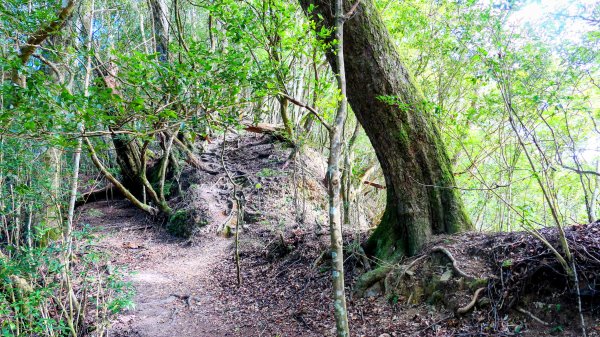 油羅山(一上三下)2959157