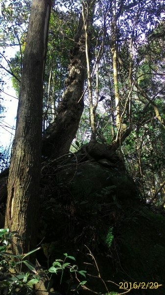 20160229新竹關西蓮苞山,外鳥嘴山31379