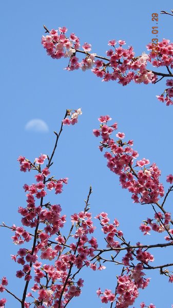 2023第一櫻 - 天元宮後山寒櫻(三色櫻)，櫻花與月亮2010458