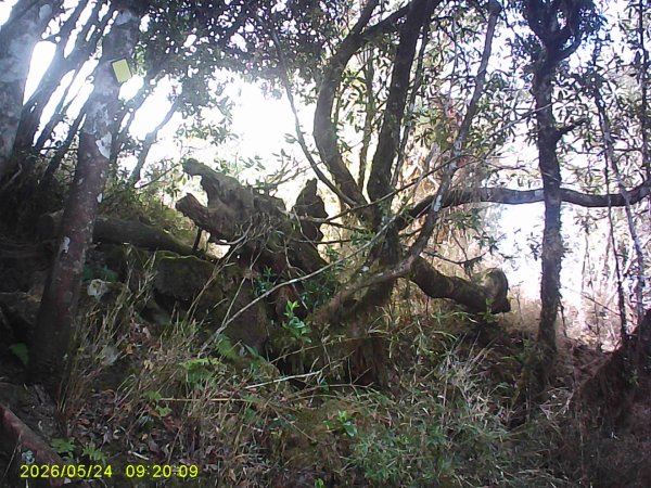 兒玉(自忠)山、東水山、東水山西峰及特富野古道O繞。3061786
