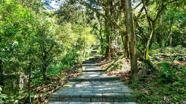 紫花酢醬草2739919