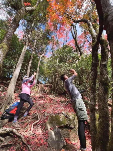 鳶嘴稍來步道賞楓季 ，大雪山門票優惠到12/31！2969580