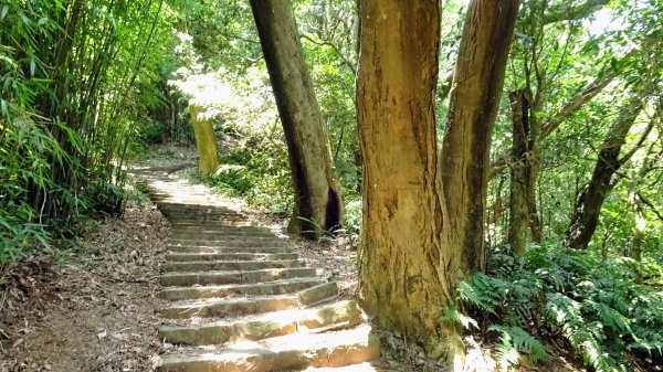 大崎頭梯田,坪頂古圳2208624