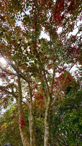 馬那邦山O走2370093