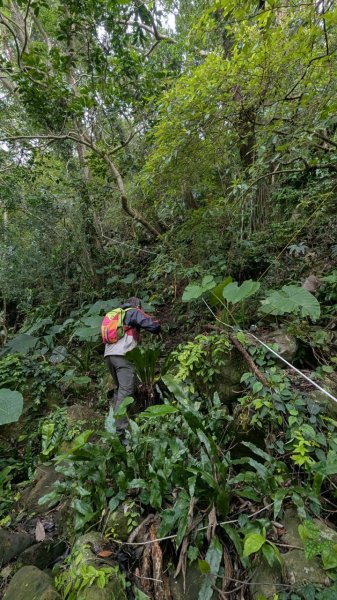 113.12.28小鷹尖-關山嶺-五八山-凌雲尖-龍女岩之旅2679361
