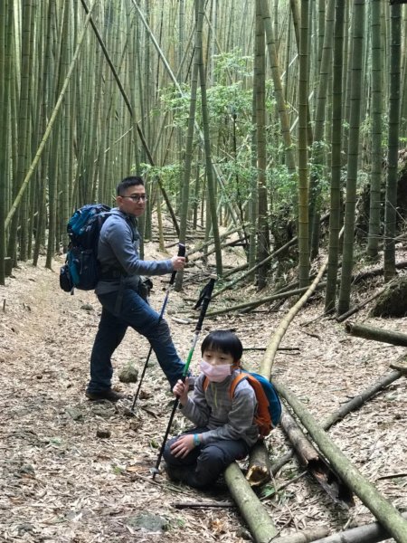 尋訪鳶嘴西稜香杉與桂竹袐境長壽山大崠山545984