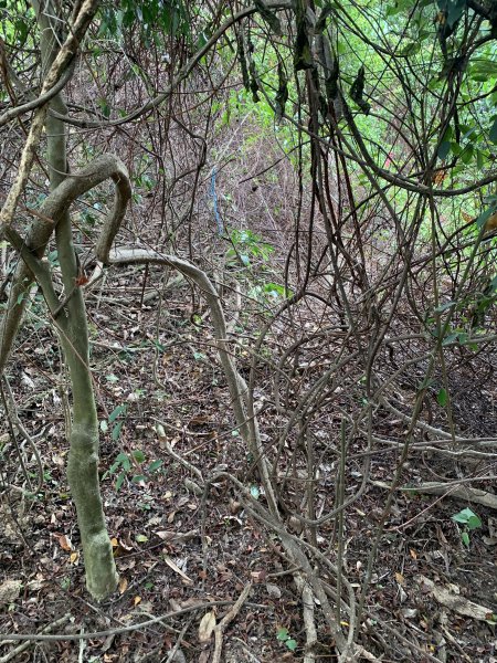 20250531屏東武潭(新厝山)2803215