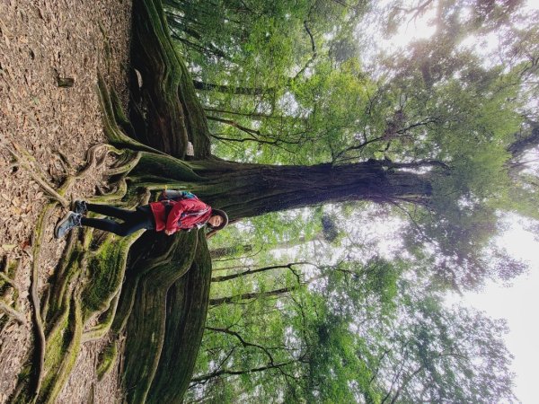 雪見大板根-202502222859813