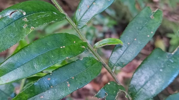 北坑山大板根東洗水山盡尾山東北峰2701687