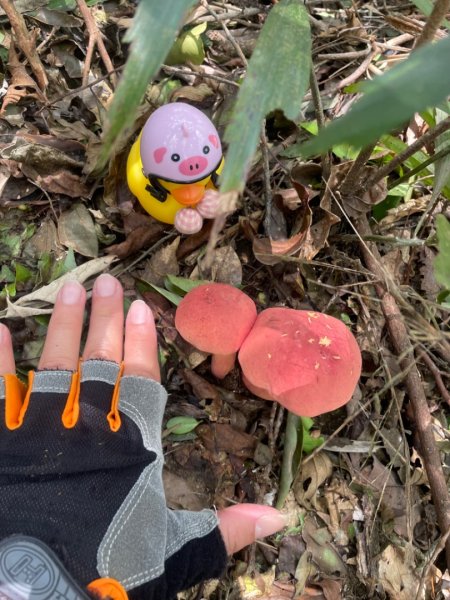 淡蘭古道北中南路全段共15段2567992