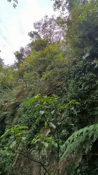 岩壁上的花、艷紅鹿子百合（22869785