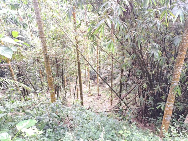 台南關子嶺枕頭山，大凍山，雞籠山步道3123323